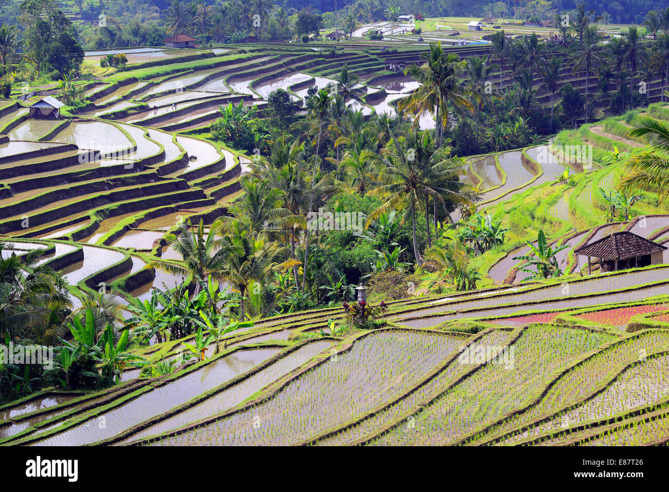 The famous rice terraces of Jatiluwih, Bali, Indonesia Stock Photo - Alamy