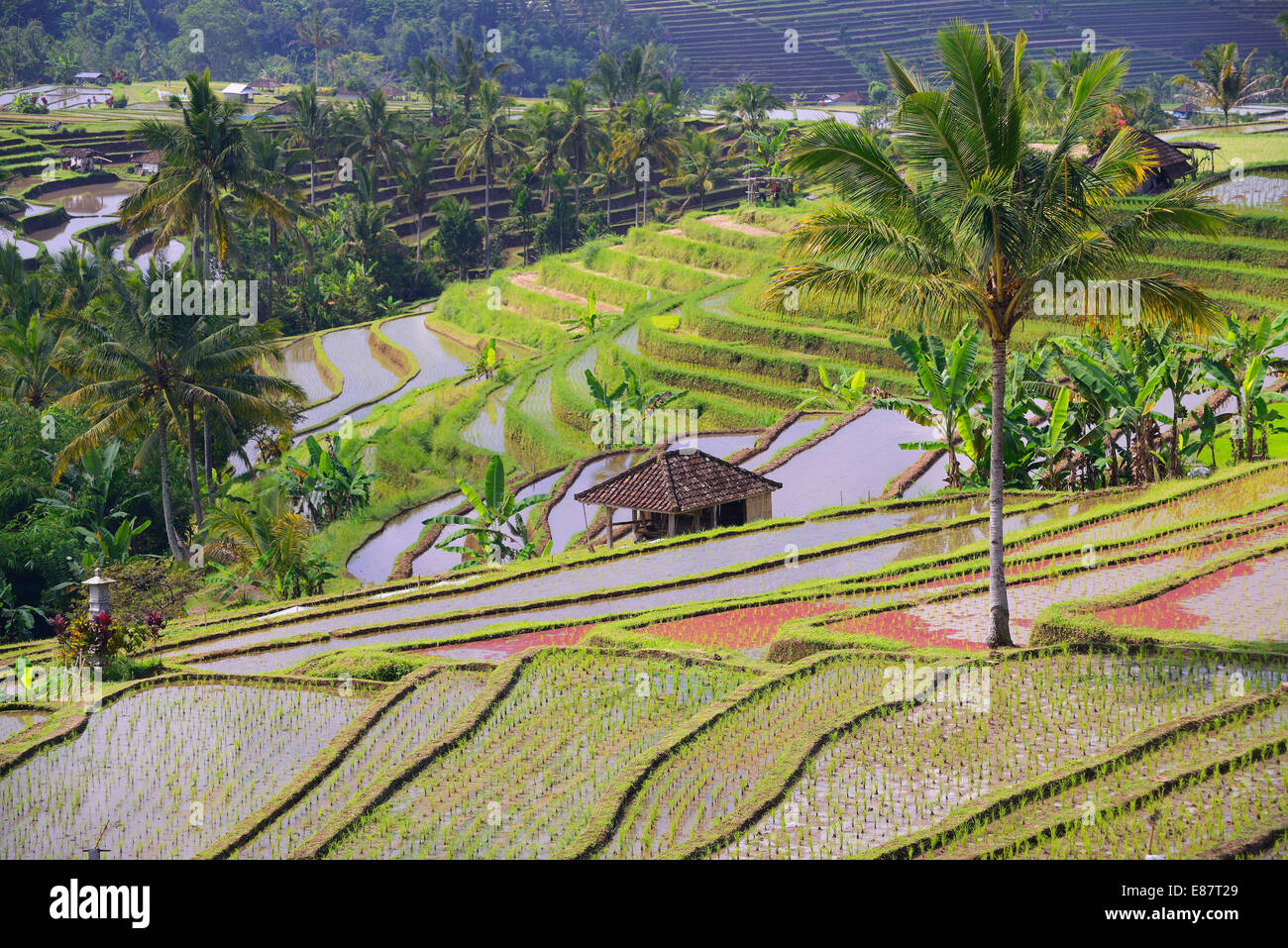 The famous rice terraces of Jatiluwih, Bali, Indonesia Stock Photo - Alamy