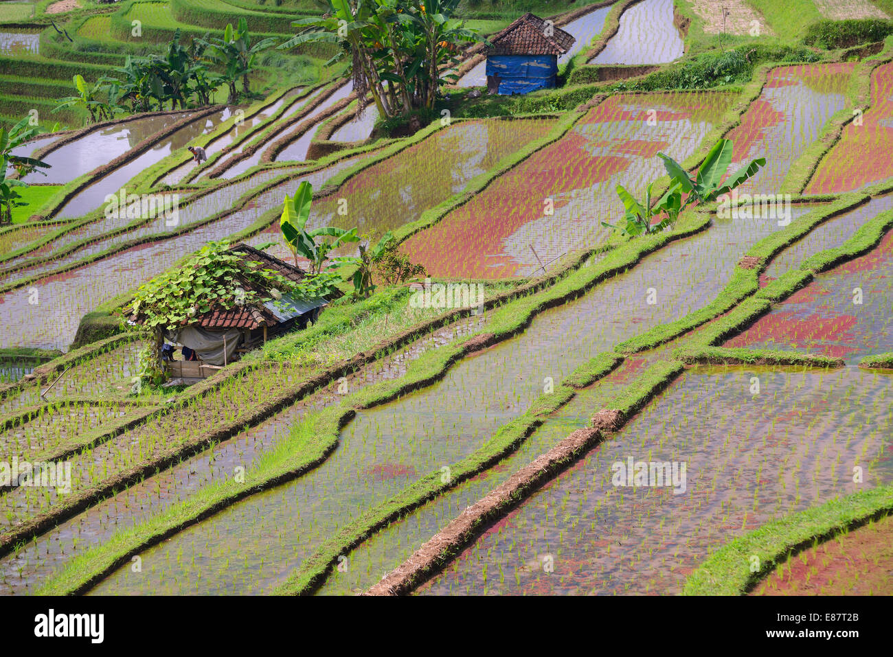 The famous rice terraces of Jatiluwih, Bali, Indonesia Stock Photo - Alamy