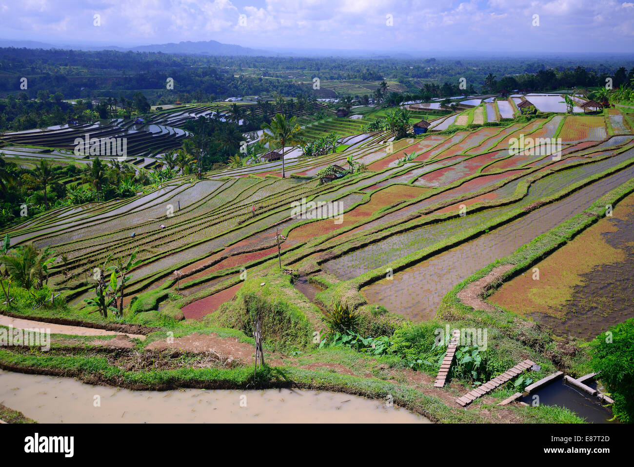 The famous rice terraces of Jatiluwih, Bali, Indonesia Stock Photo - Alamy