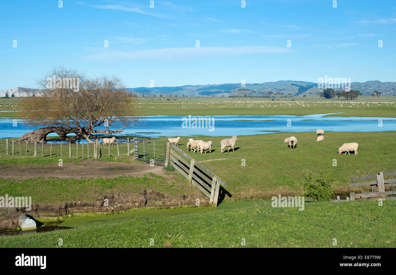 Sheep pen in Gisborne, North Island, New Zealand Stock Photo