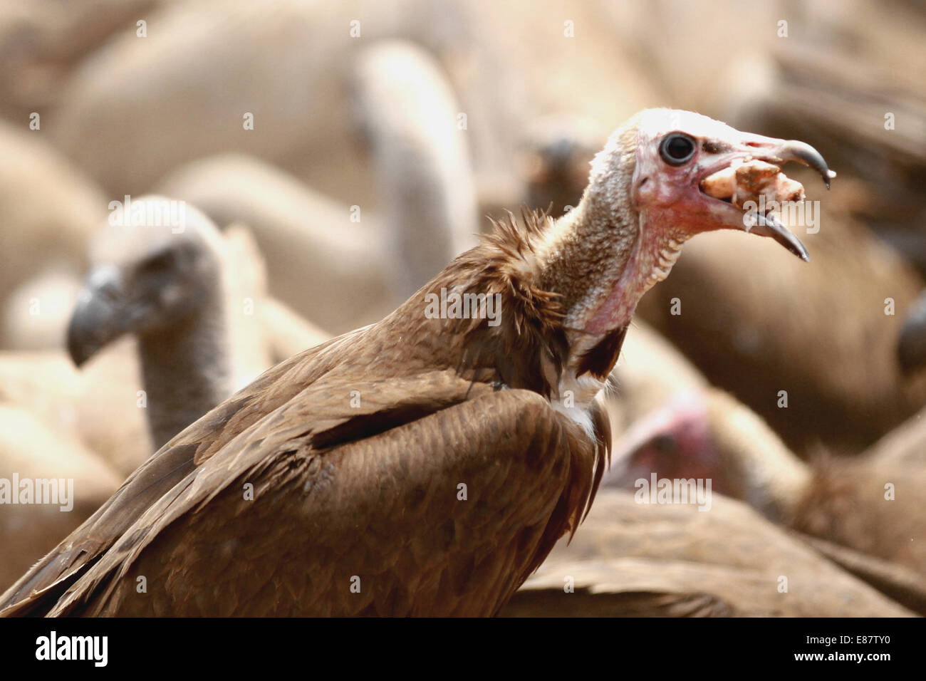 res stock photography and images Biology Diagrams