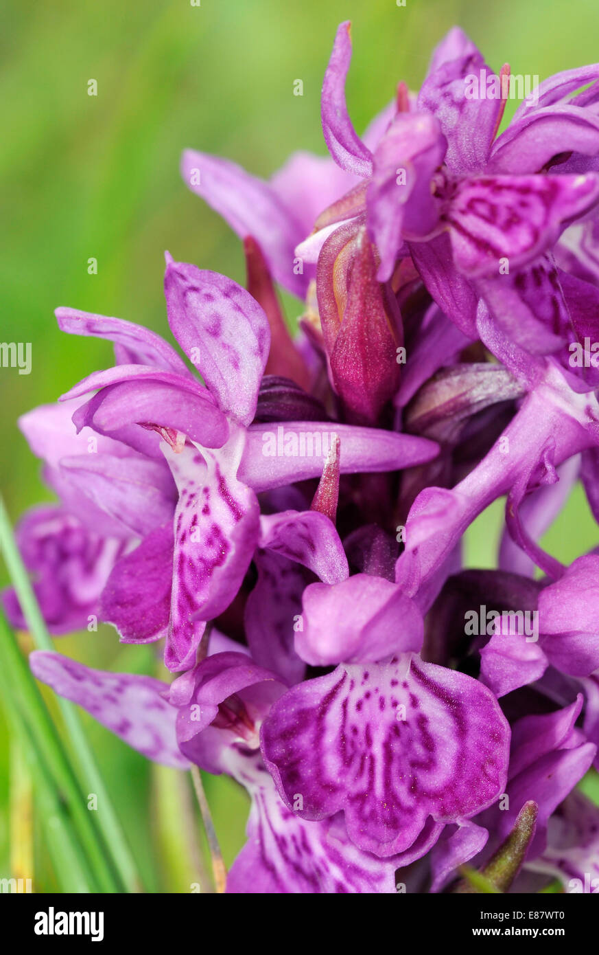 Northern Marsh Orchid - Dactylorhiza purpurella Closeup of flower Stock Photo