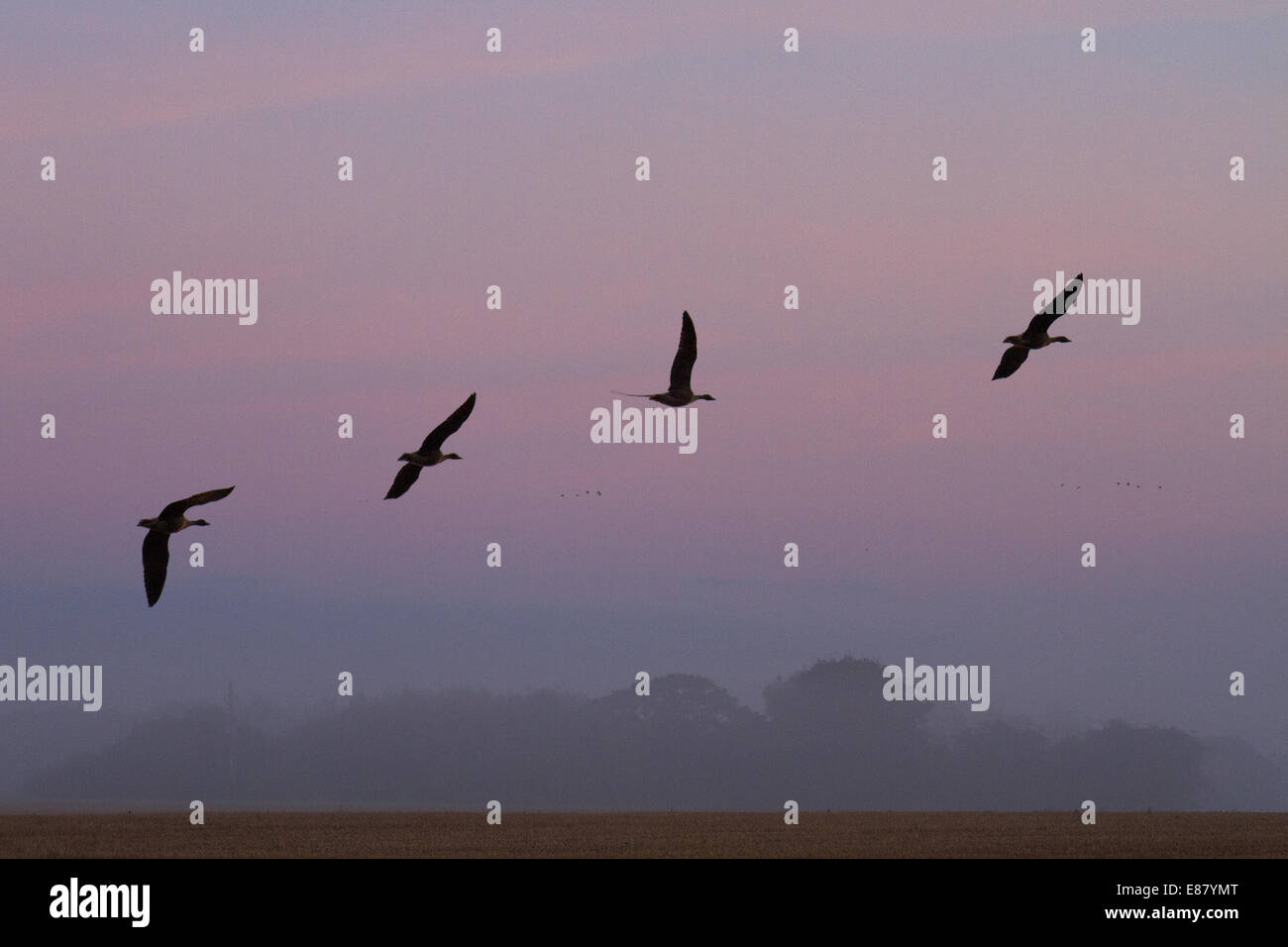 Flock of birds in the sky at dawn. Southport, Lancashire. 2nd October, 2014.  Plummeting temperatures result in grass frost and fog as Pink-footed geese fly near Martin Mere Wetland Centre where over 35,000 of them roost on the site. Large flocks, skein of geese have arrived in the last few days after having made the 500 mile journey from Iceland to spend the next month in Lancashire. Stock Photo