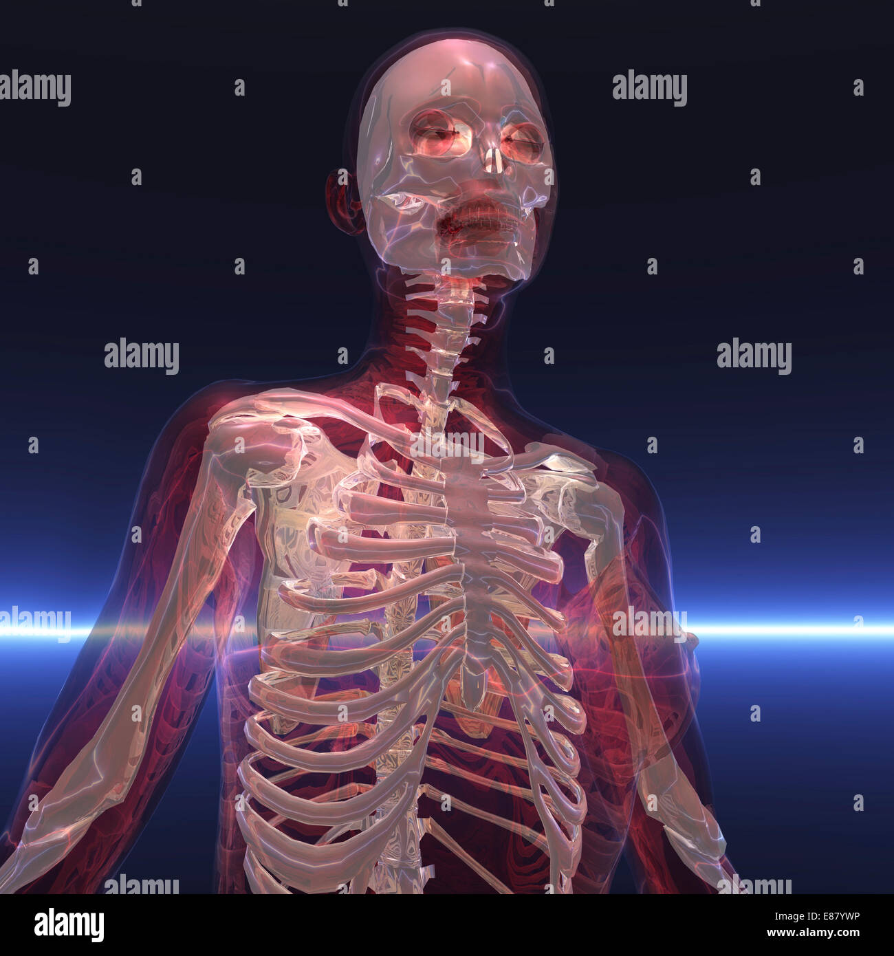 Human skeleton x ray hi-res stock photography and images - Alamy
