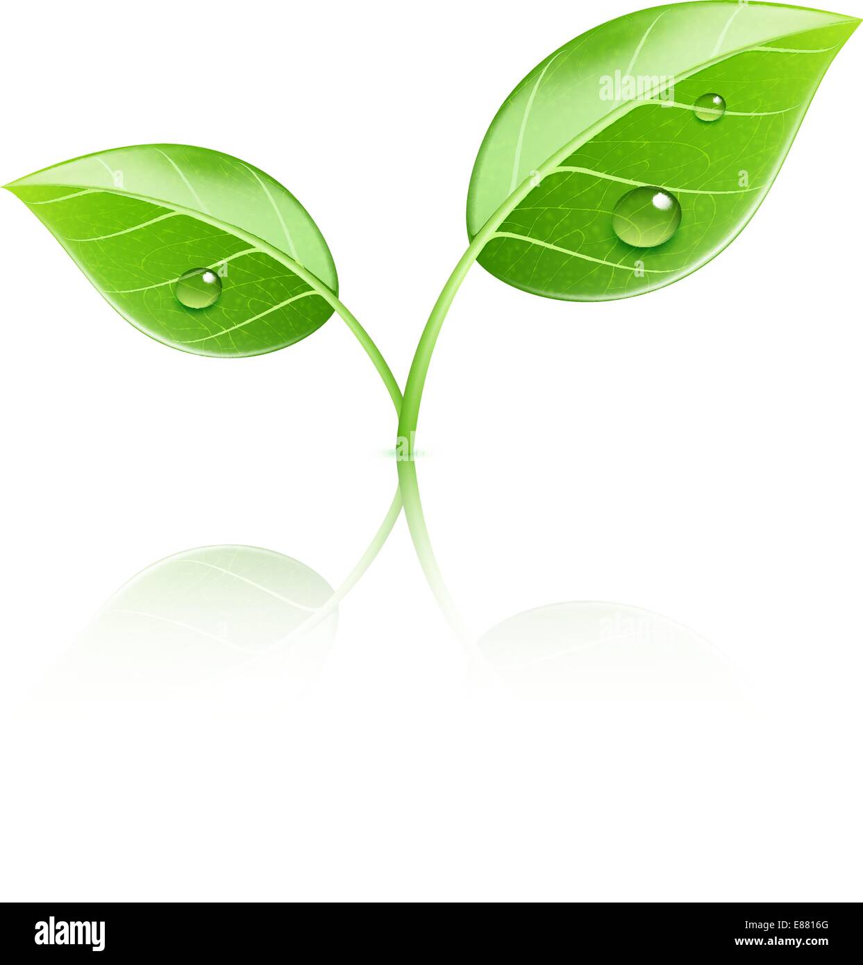 Smooth glossy leaves Stock Vector Images - Alamy