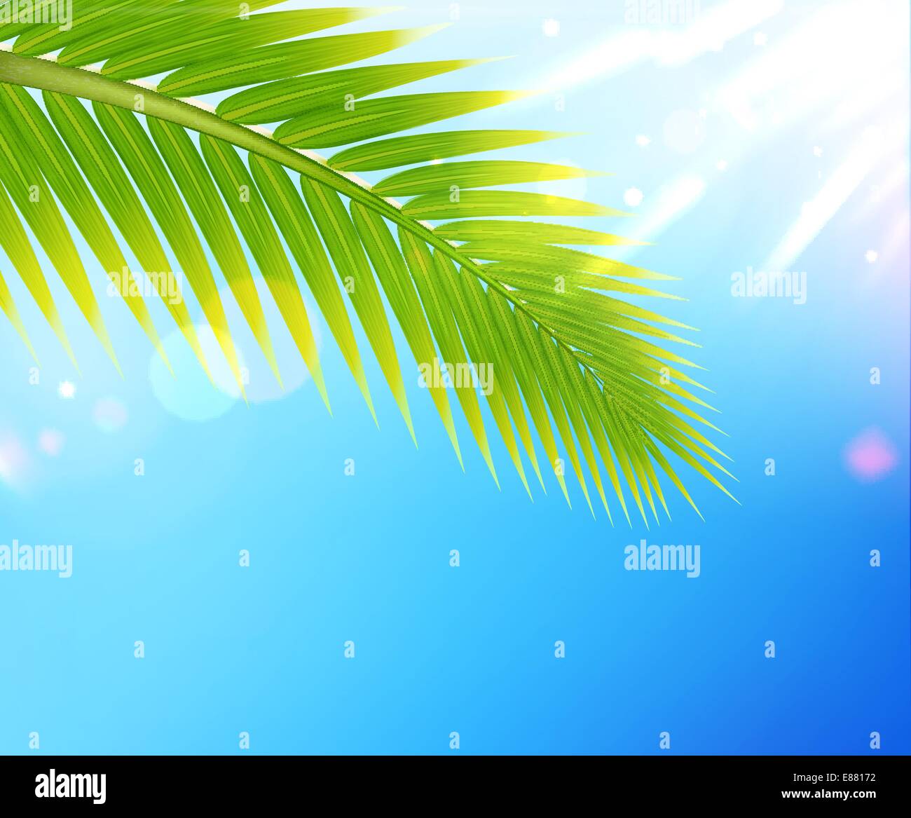 Vector illustration of tropical summer background palm tree leaf Stock ...