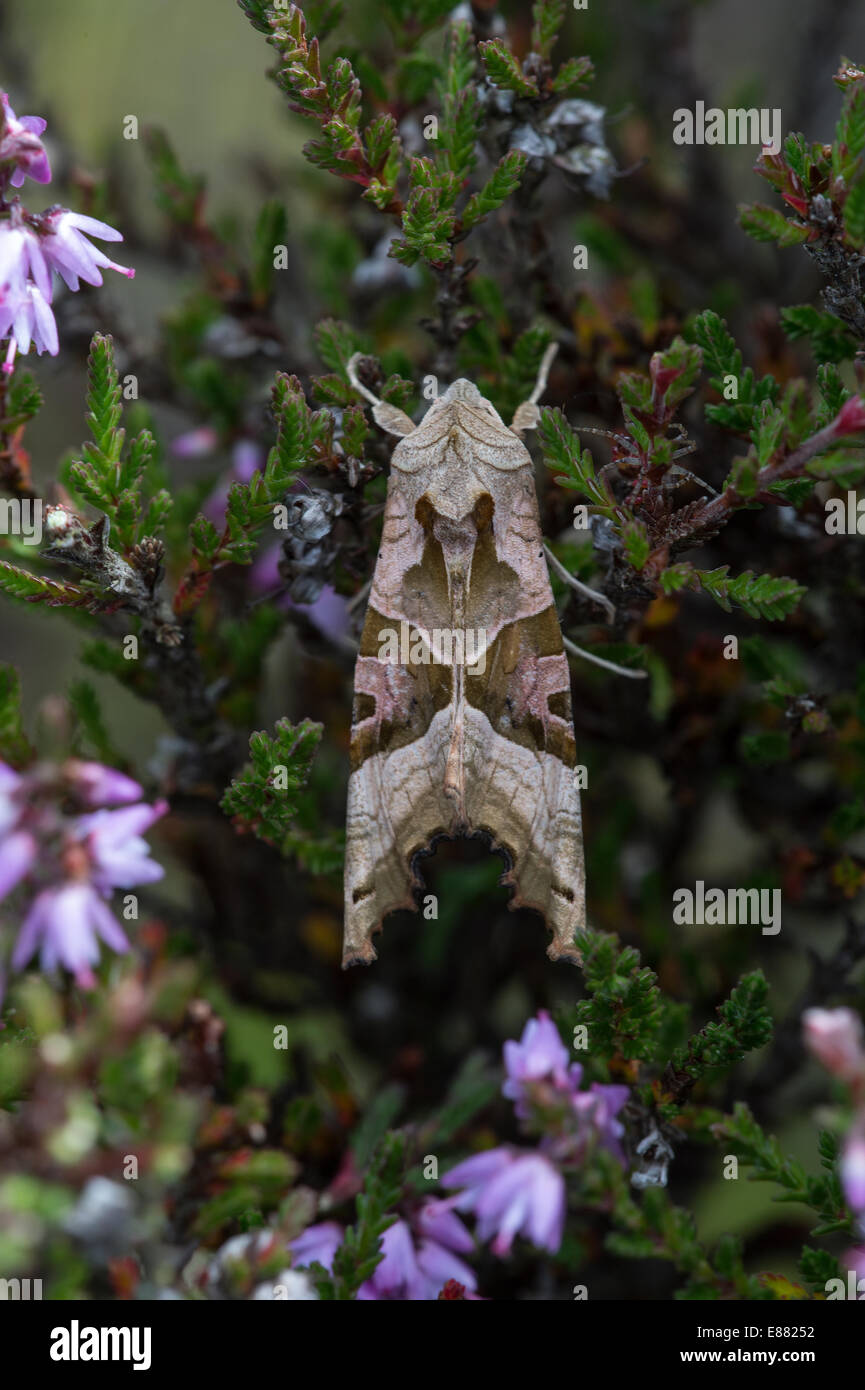 Angle shades moth (Phlogophora meticulosa) resting on heather the daytime the Bog Shropshire UK Europe Stock Photo