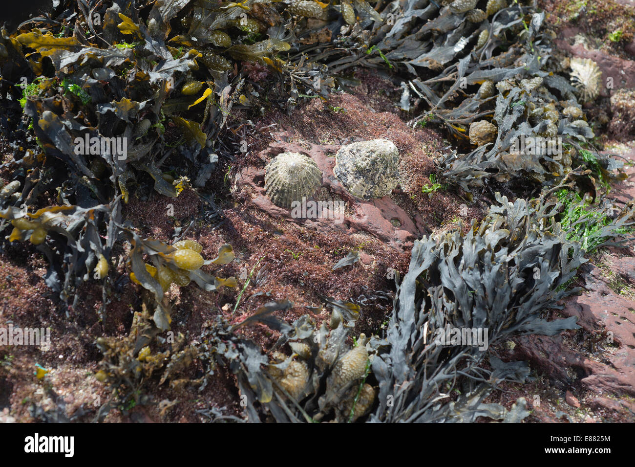 Limpets at the law tide surrounded by seaweed. Visible grazing area.St. Brides Bay Pembrokshire National Park Wales UK Europe Stock Photo