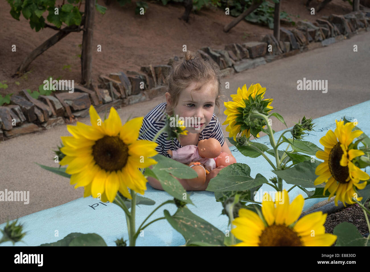 Child with dolls admires sunflowers planted in Eden Project garden Cornwall England UK August Stock Photo