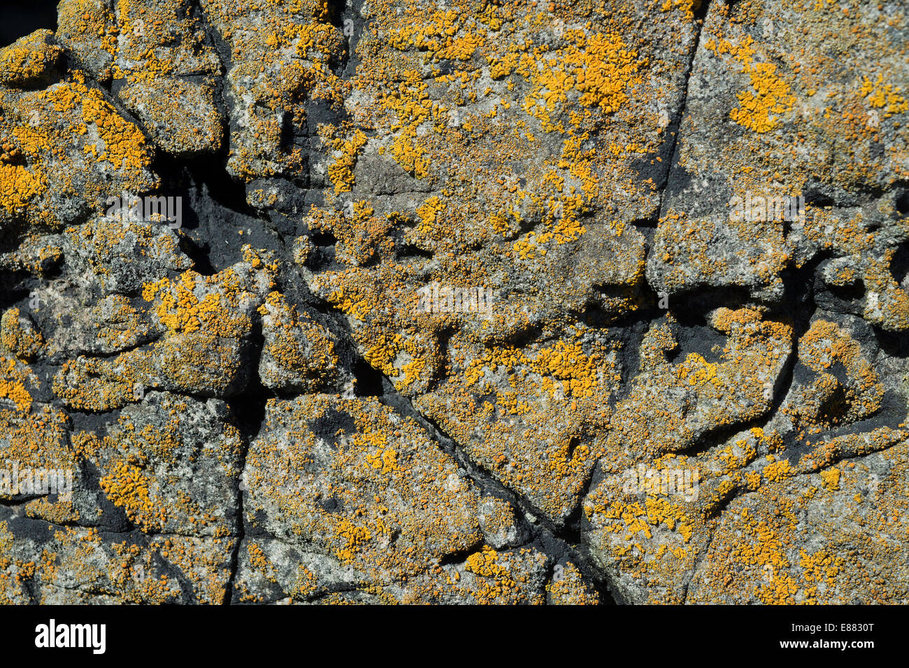 Xanthoria parietina and Caloplaca sp. lichen coast Dale Fort Haverfordwest Pembrokeshire Wales UK Europe Stock Photo