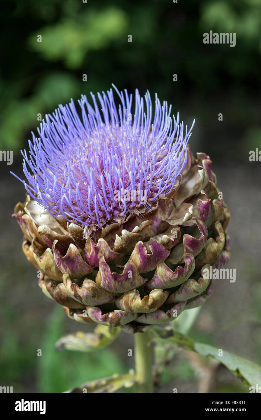 Global Artichoke (Cynaria scolymus) close up of the flower Cornwall England UK August Stock Photo
