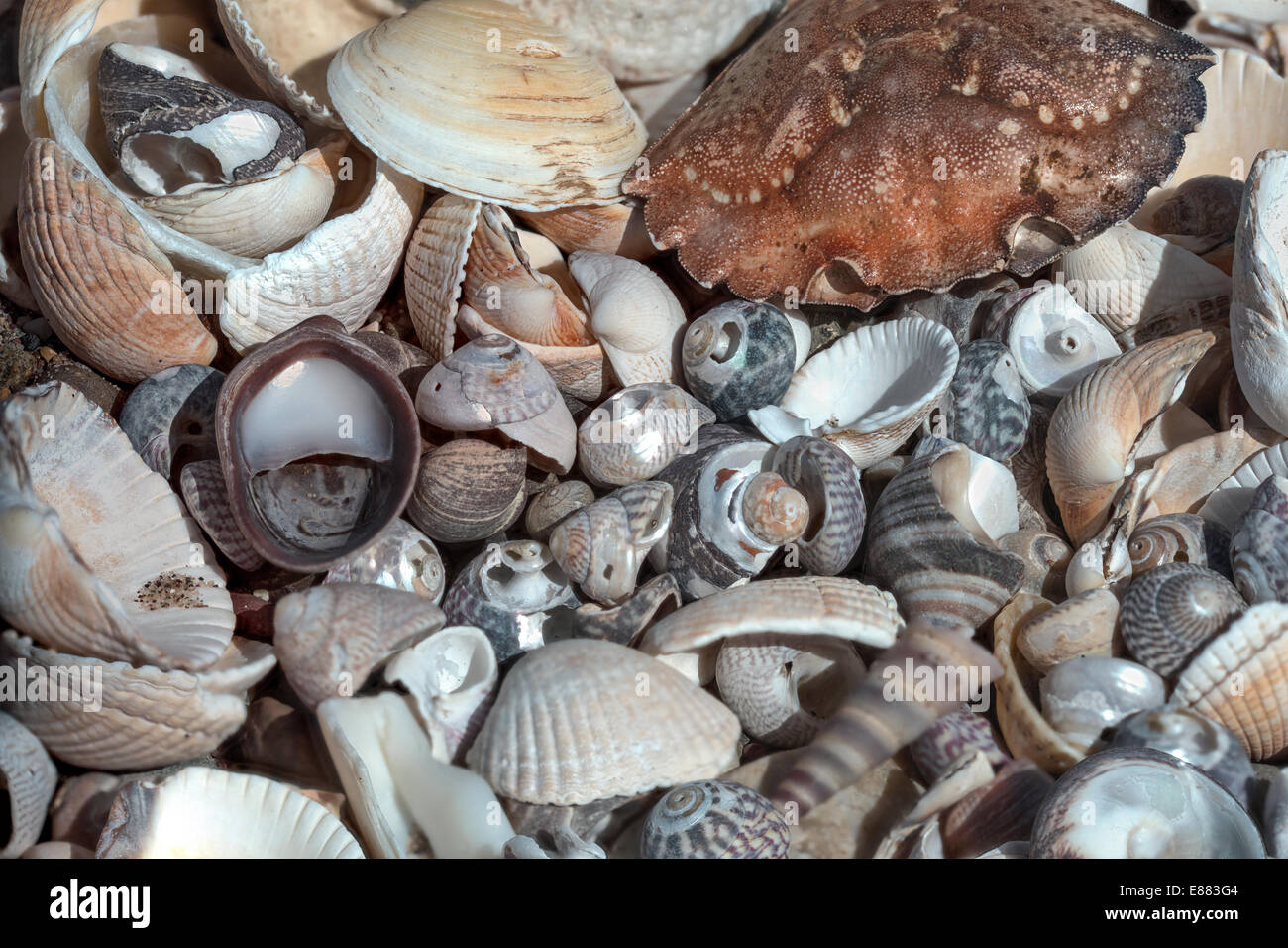 Assemblage of shells coast the Gann Pembrokshire Wales UK Europe Stock Photo