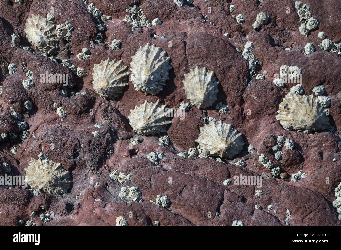 Common Limpet (Patella vulgata) and barnacles on rock Dale Ford Pembrokshire Wales UK Europe August Stock Photo