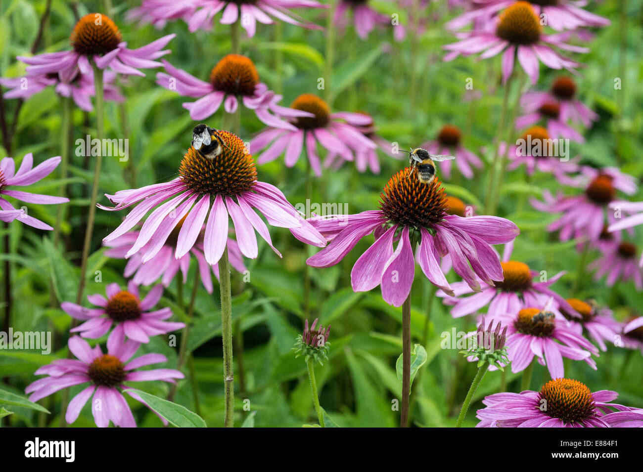 Purple coneflower (Echinacea purpurea) with bumblebee Eden Project