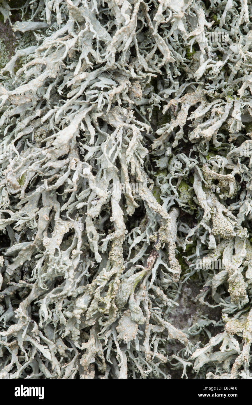 Harold Stone covered by sea ivery lichen (Tamalina siligaosa) Skomar Island Pembrokeshire Wales UK Europe Stock Photo