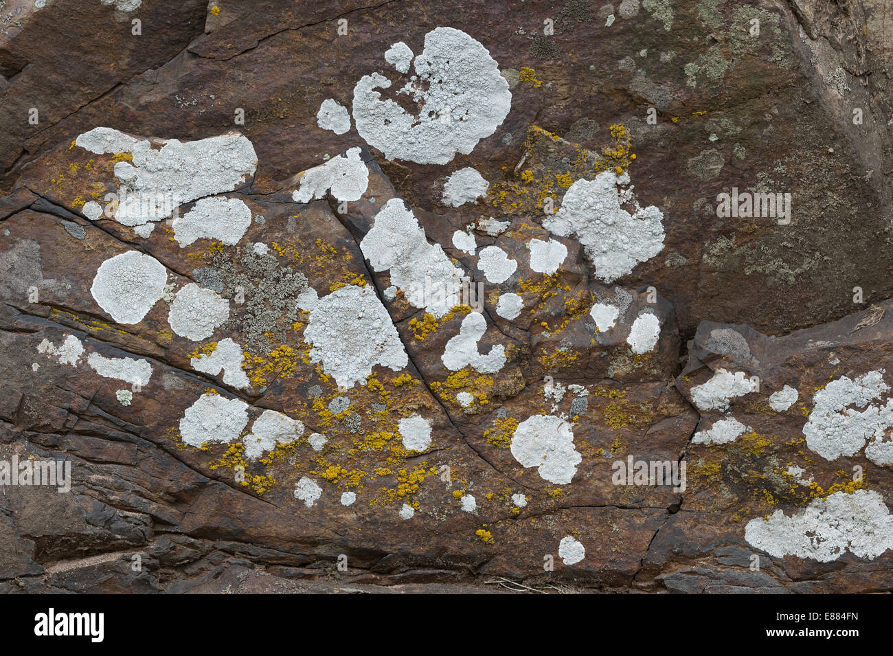 Xanthoria parietina (yellow) Ochrolechia (white) Lecanora sp.(gray) Dale Fort Haverfordwest Pembrokeshire England UK Europe Stock Photo