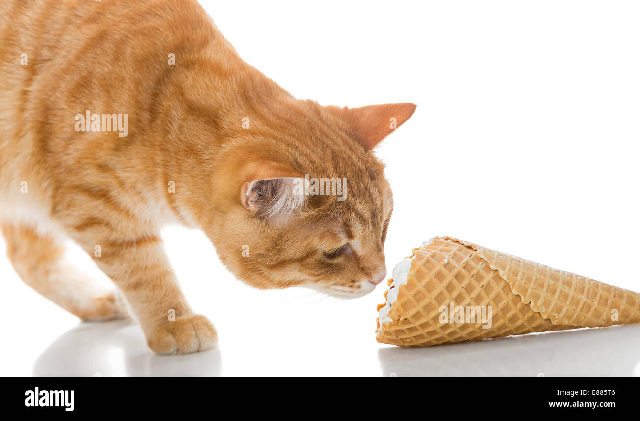 360+ Cat Eat Ice Cream Stock Photos, Pictures & Royalty-Free Images - iStock