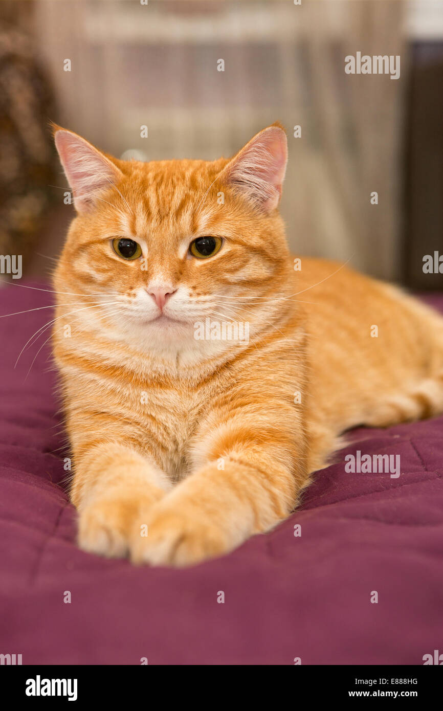 Big orange cat is lying on the bed Stock Photo