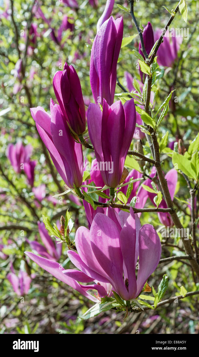 Caerhays Castle garden, Cornwall, in springtime. Magnolia 'Ann' and Magnolia kobus var. stellata x magnolia liliiflora 'Nigra'. Stock Photo