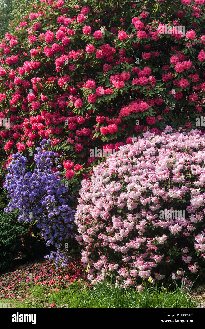 Cornwall Rhododendron Caerhays Castle garden, Cornwall, in springtime. Rhododendron 'High ...