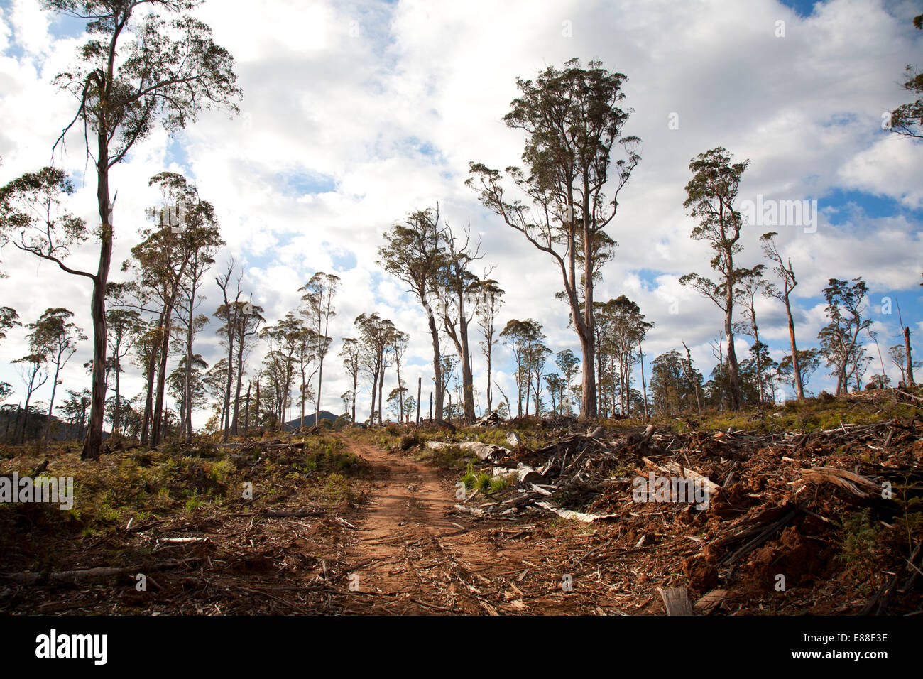 Selective logging hires stock photography and images Alamy