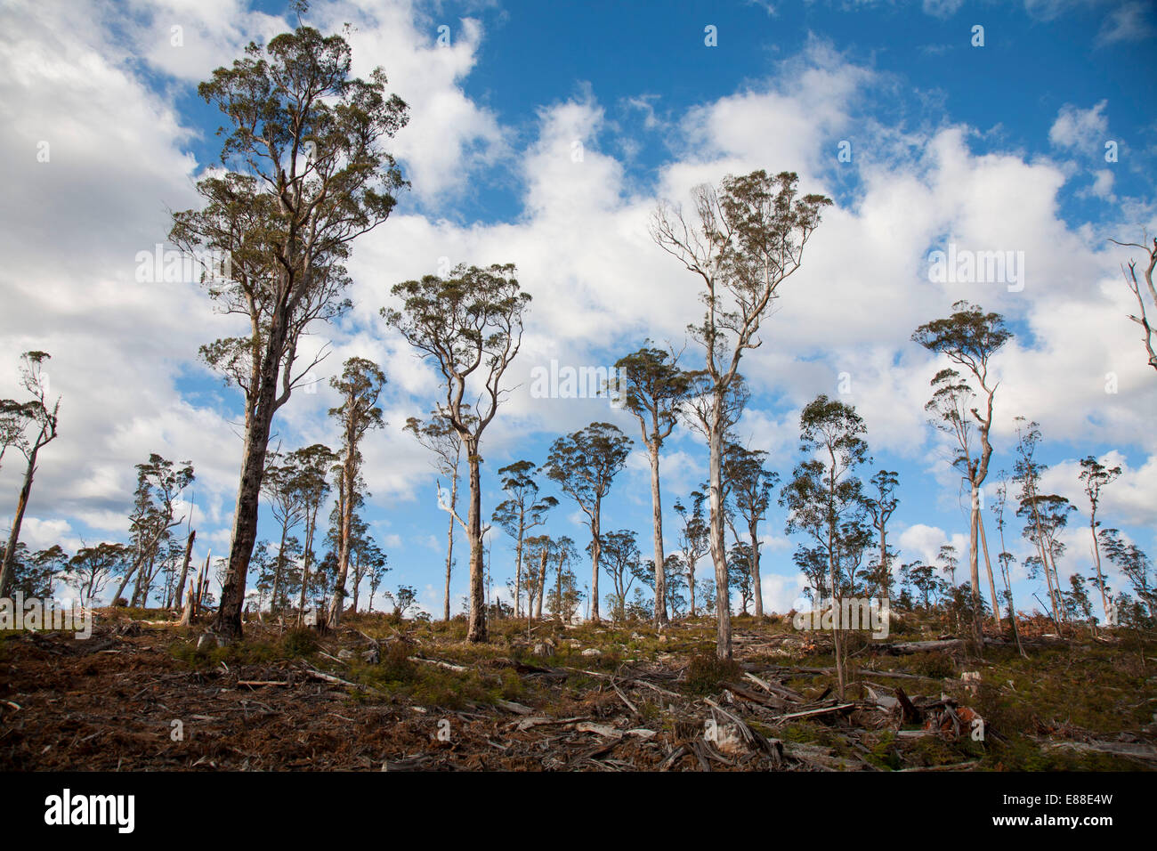 Selective logging hires stock photography and images Alamy