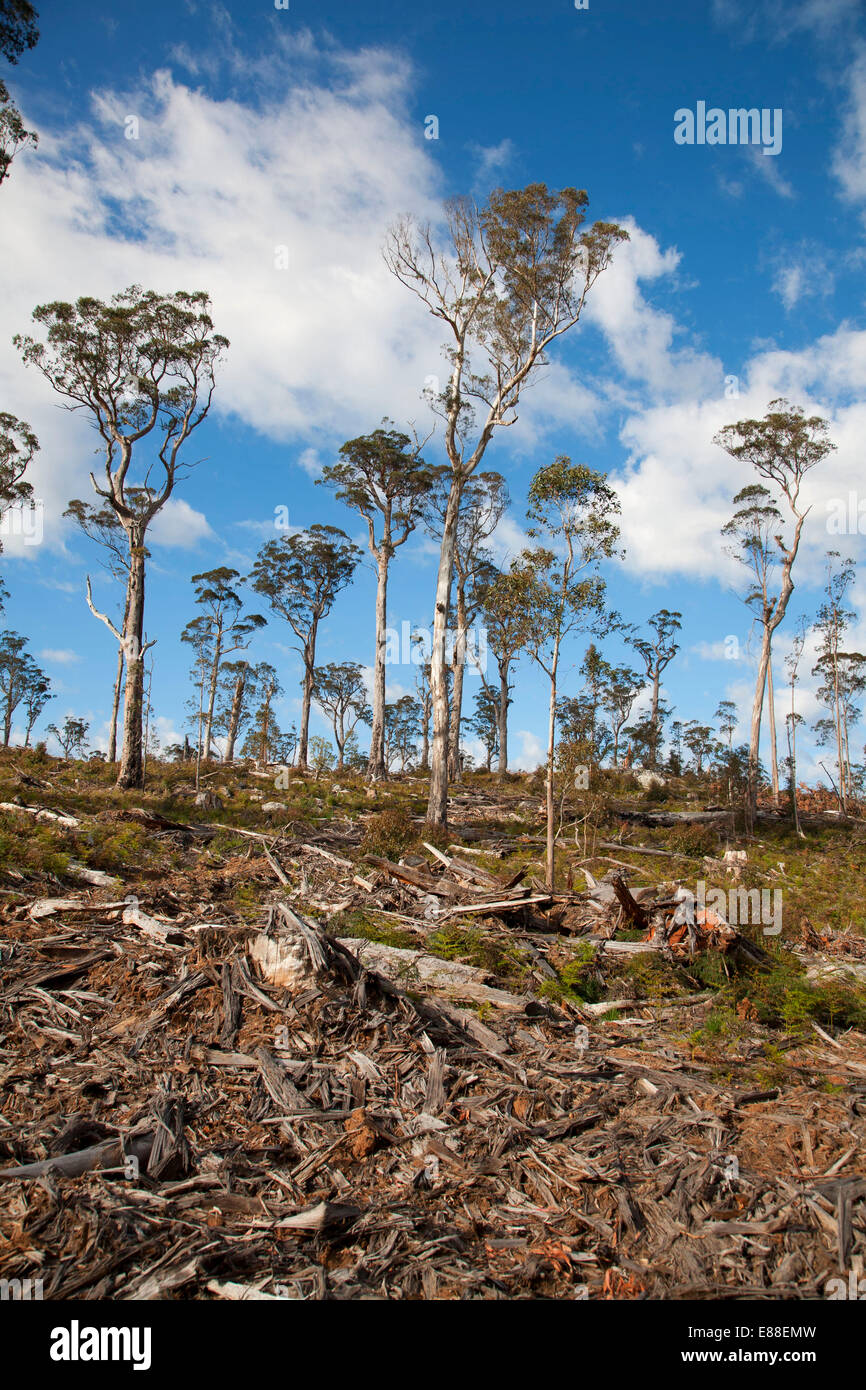 Selective logging hires stock photography and images Alamy