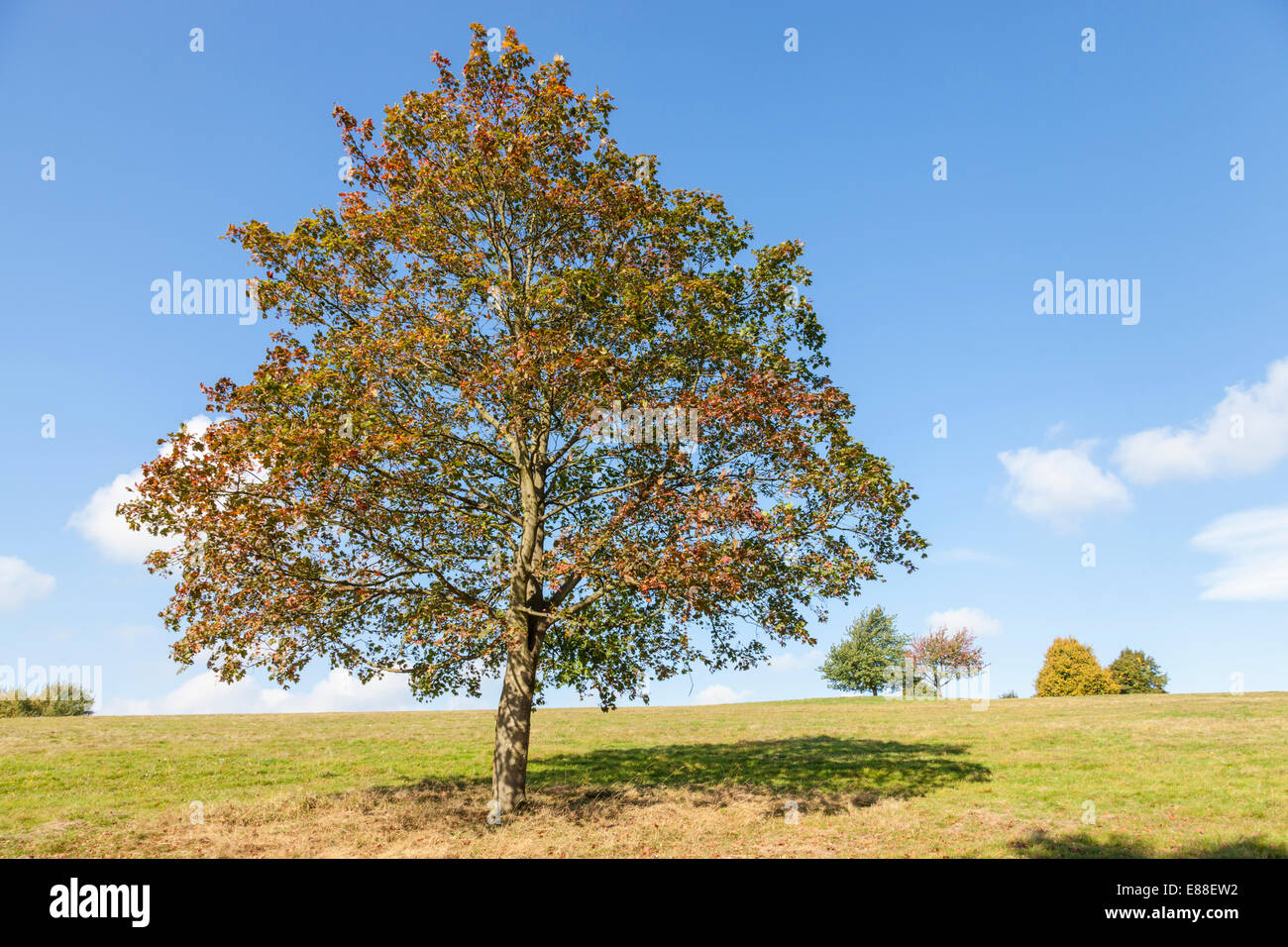 Tree in Autumn colours at the edge of Colwick Woods during September, Nottingham, England, UK Stock Photo