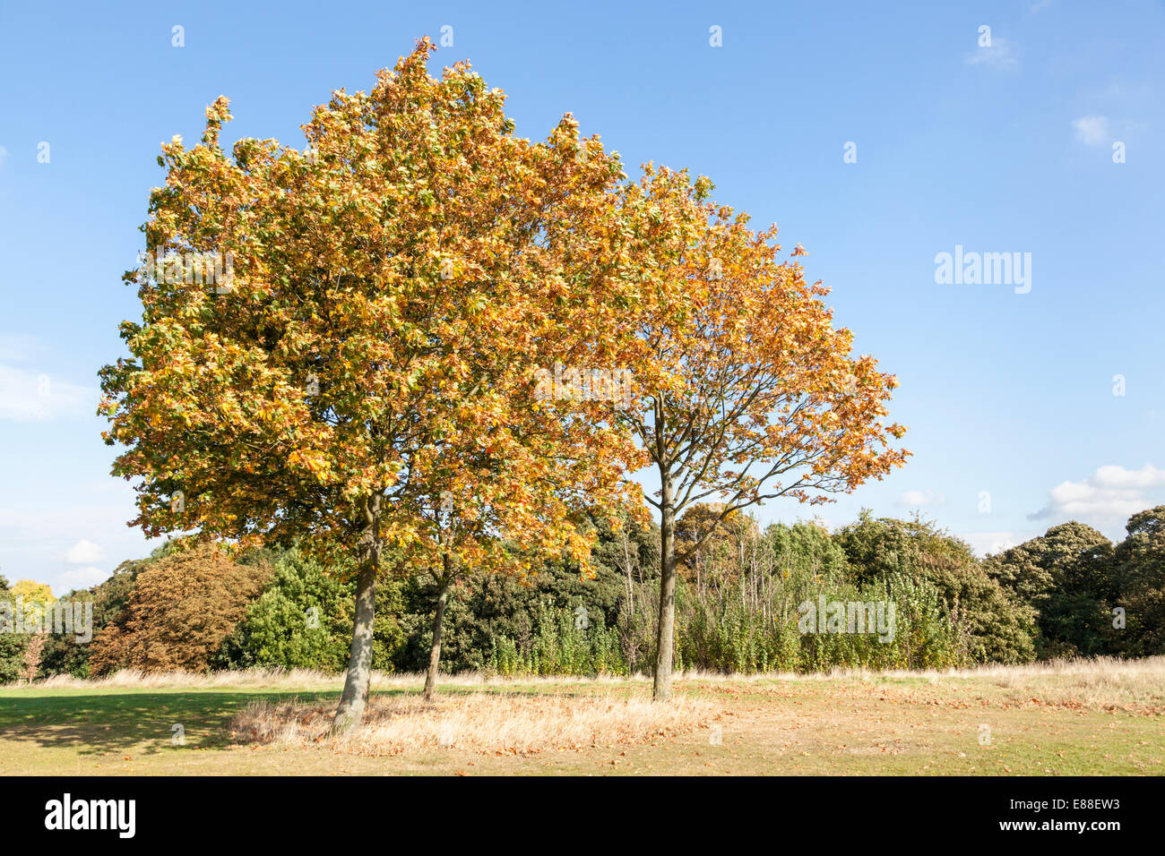 Maple trees in Autumn at Colwick Woods, Nottingham, England, UK Stock Photo