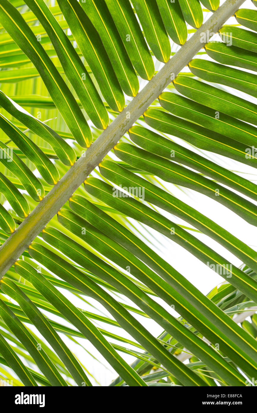 Closeup of a beautiful green palm tree Stock Photo