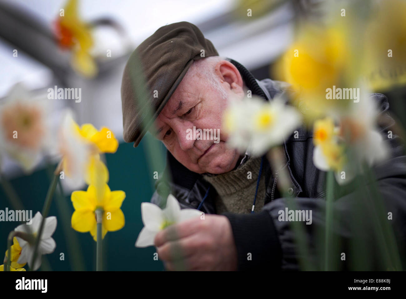 25/4/12  the Harrogate Spring Flower Show 2012 Stock Photo