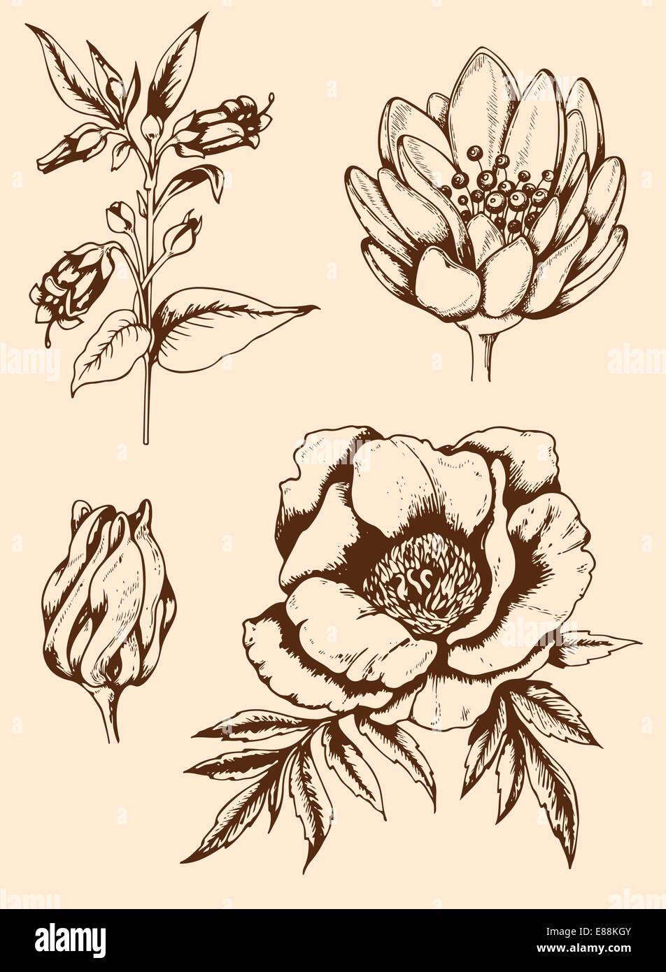Set of vector vintage hand drawn flowers Stock Vector Image & Art - Alamy