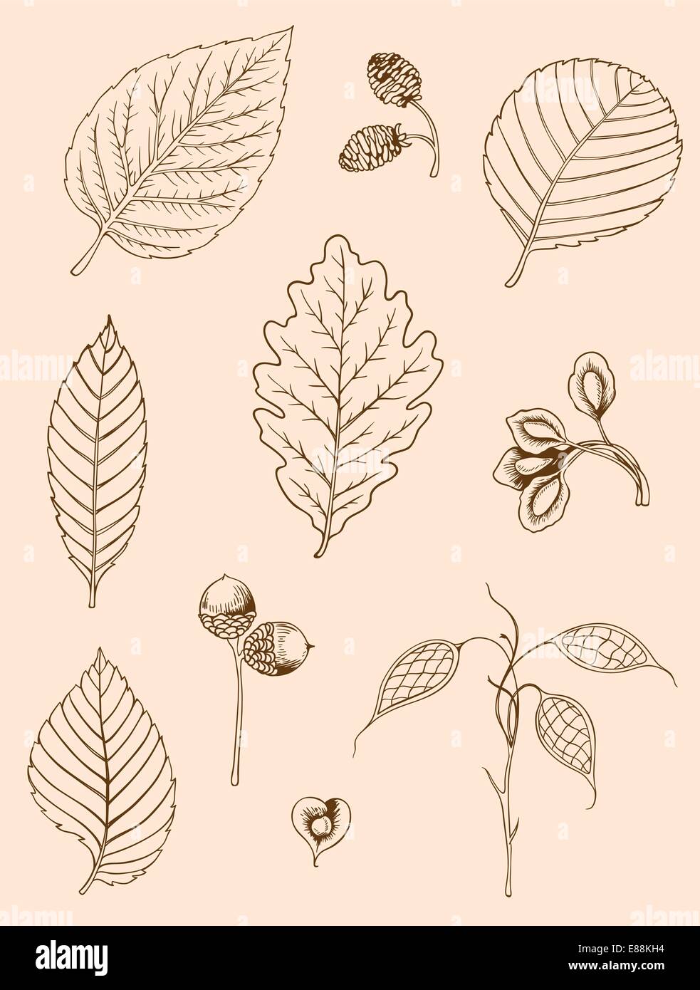 Set of vector vintage hand drawn autumn leaves Stock Vector Image & Art ...