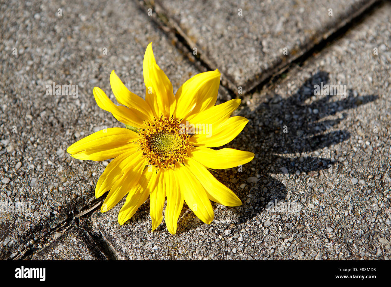 Beautiful yellow sunflower lie on a stone ground Stock Photo