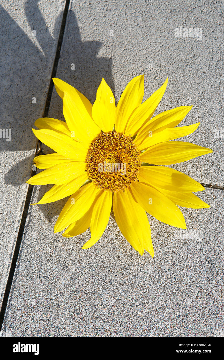 Beautiful yellow sunflower lie on a stone ground Stock Photo