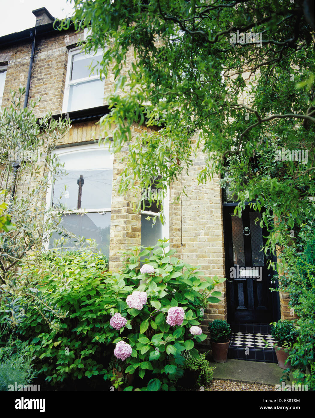 Pink hydrangea and tree on either side of front door of traditional