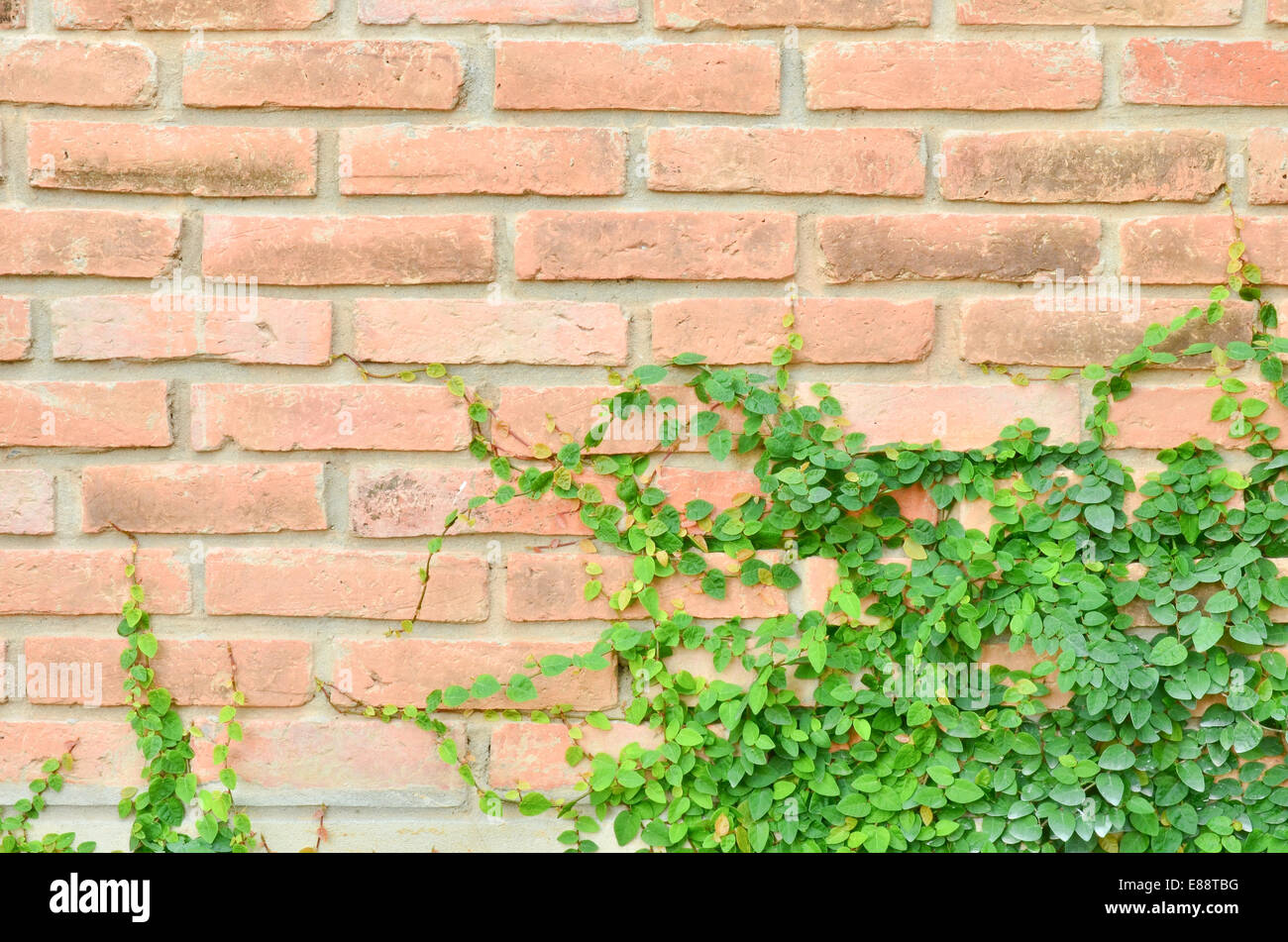 Green plant on brick wall Stock Photo Alamy