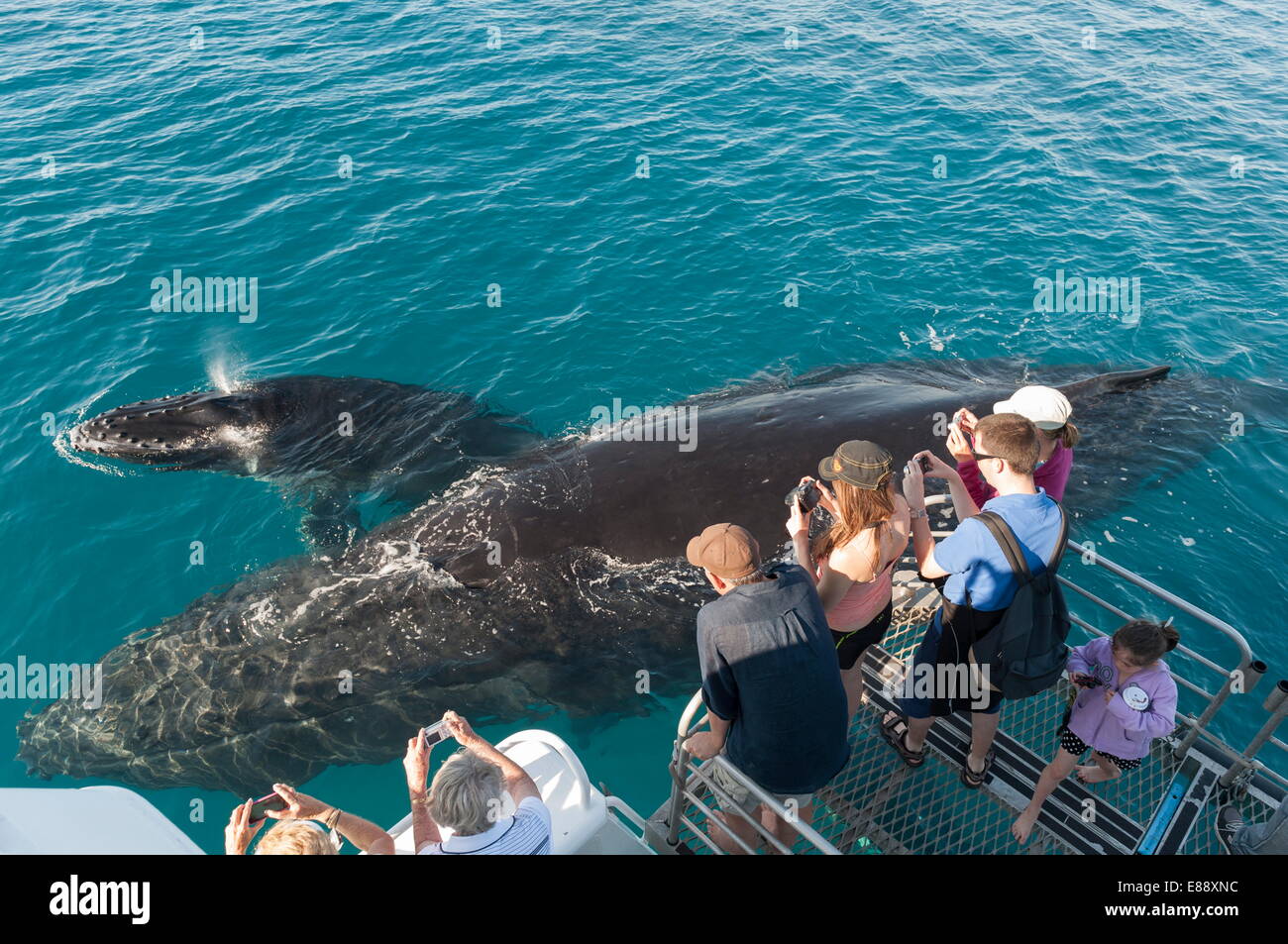 Humpback whale (Megaptera novaeangliae) watching, Hervey Bay, Queensland, Australia, Pacific Stock Photo