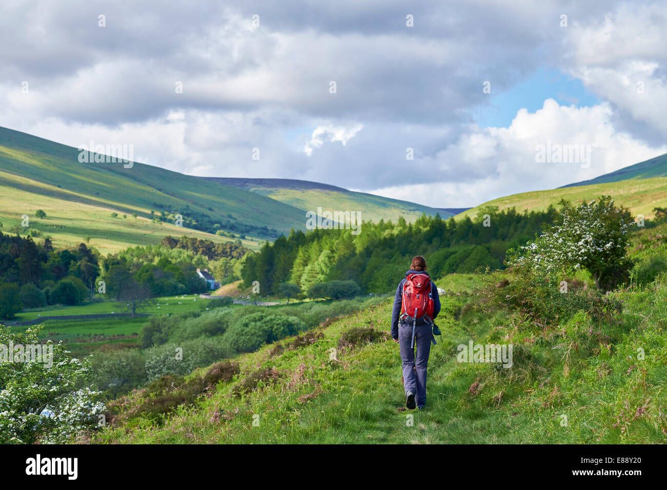 A woman walking  in the Cheviot Hills in Northumberlands National Park. Stock Photo