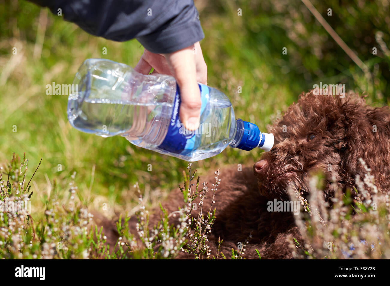 A dog drinking water from a bottle while out on a walk in the