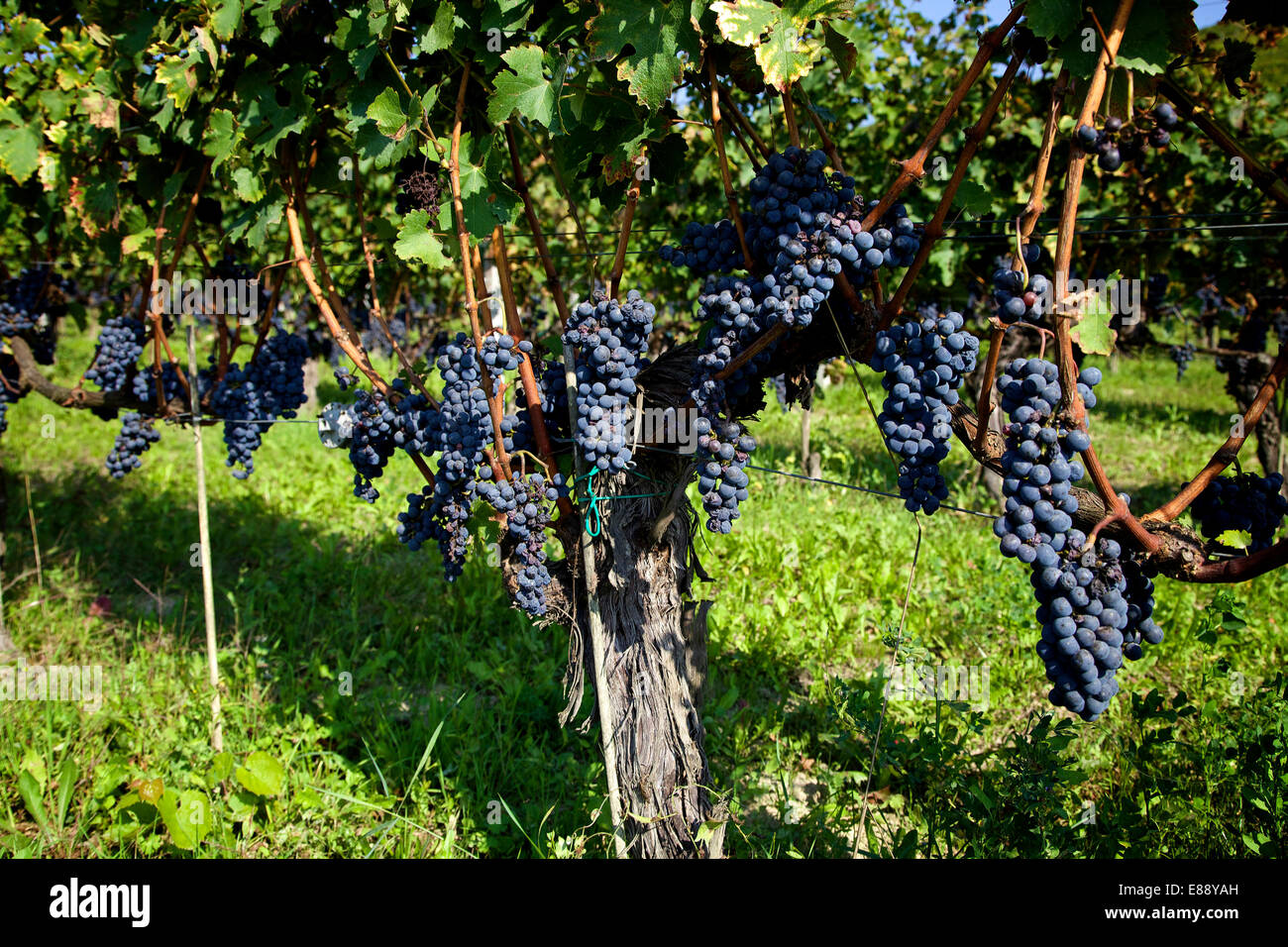 Countryside, grapes for wine, vineyard, field, agriculture in Piedmont, Piemonte, Italy, Italia