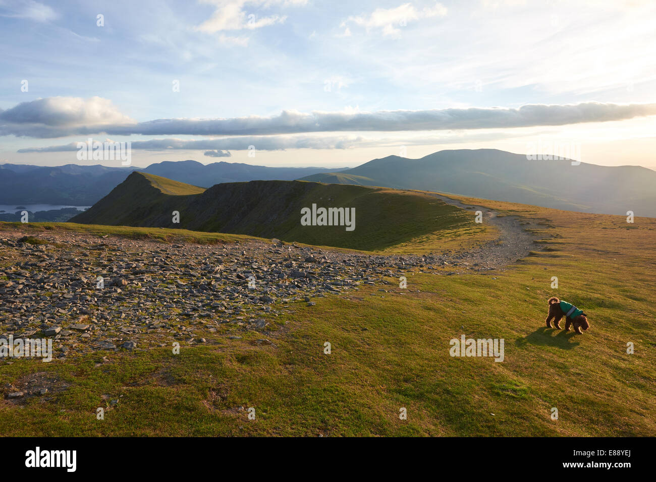 A dog exporing the summit of Blencathra in the Lake District, Cumbria, England.UK. Stock Photo