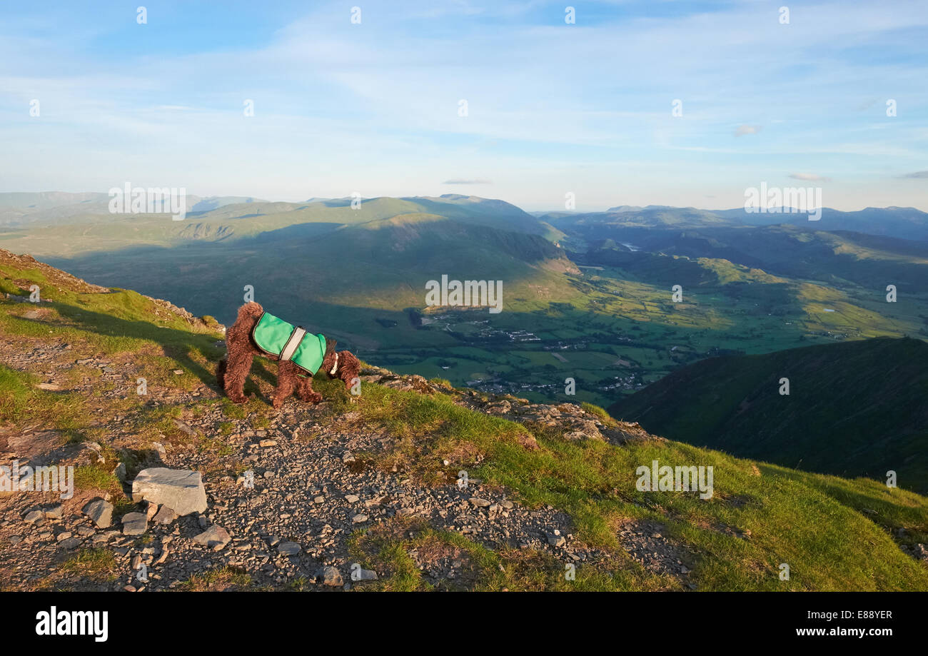A dog exploring the summit of Blencathra with Threlkeld, Middle Tongue and Gategill Fell in the distance in the Lake District, C Stock Photo