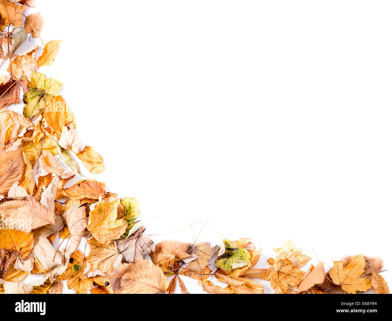 Dead fall leaves with white copy space Stock Photo