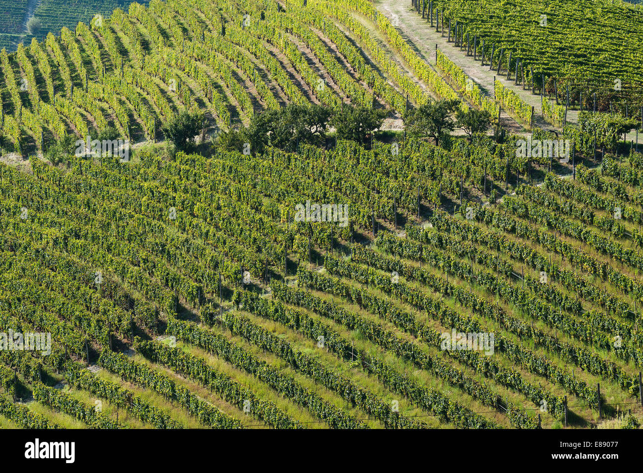 Italy,panorama of vineyards of Piedmont: Langhe-Roero and Monferrato on the World Heritage List UNESCO Stock Photo