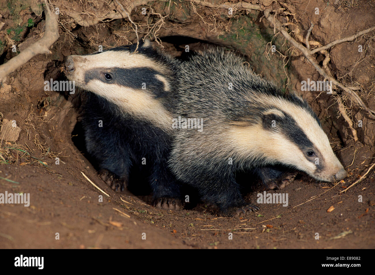 Европейский барсук. Барсук meles meles. Барсук какое семейство. Европейский барсук. Барсук дальневосточный.