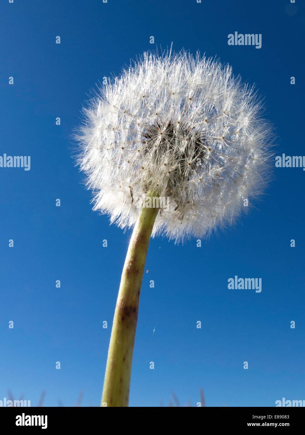 Dandelion Seed Head Close-Up , Blue Sky, USA Stock Photo