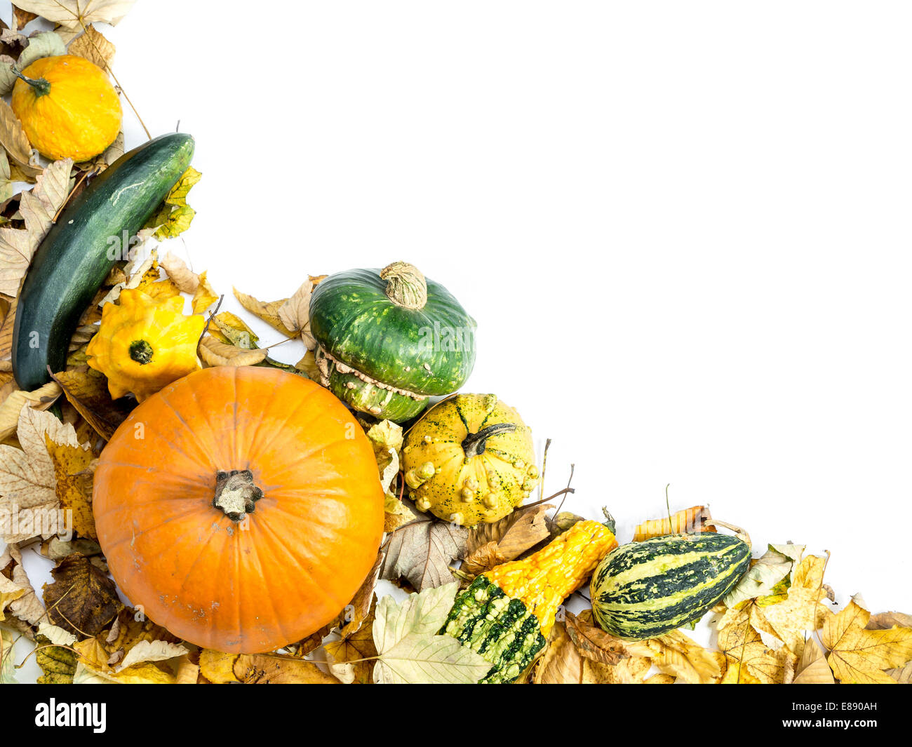 Composition of summer squashes, pumpkins and dead leaves with white space Stock Photo