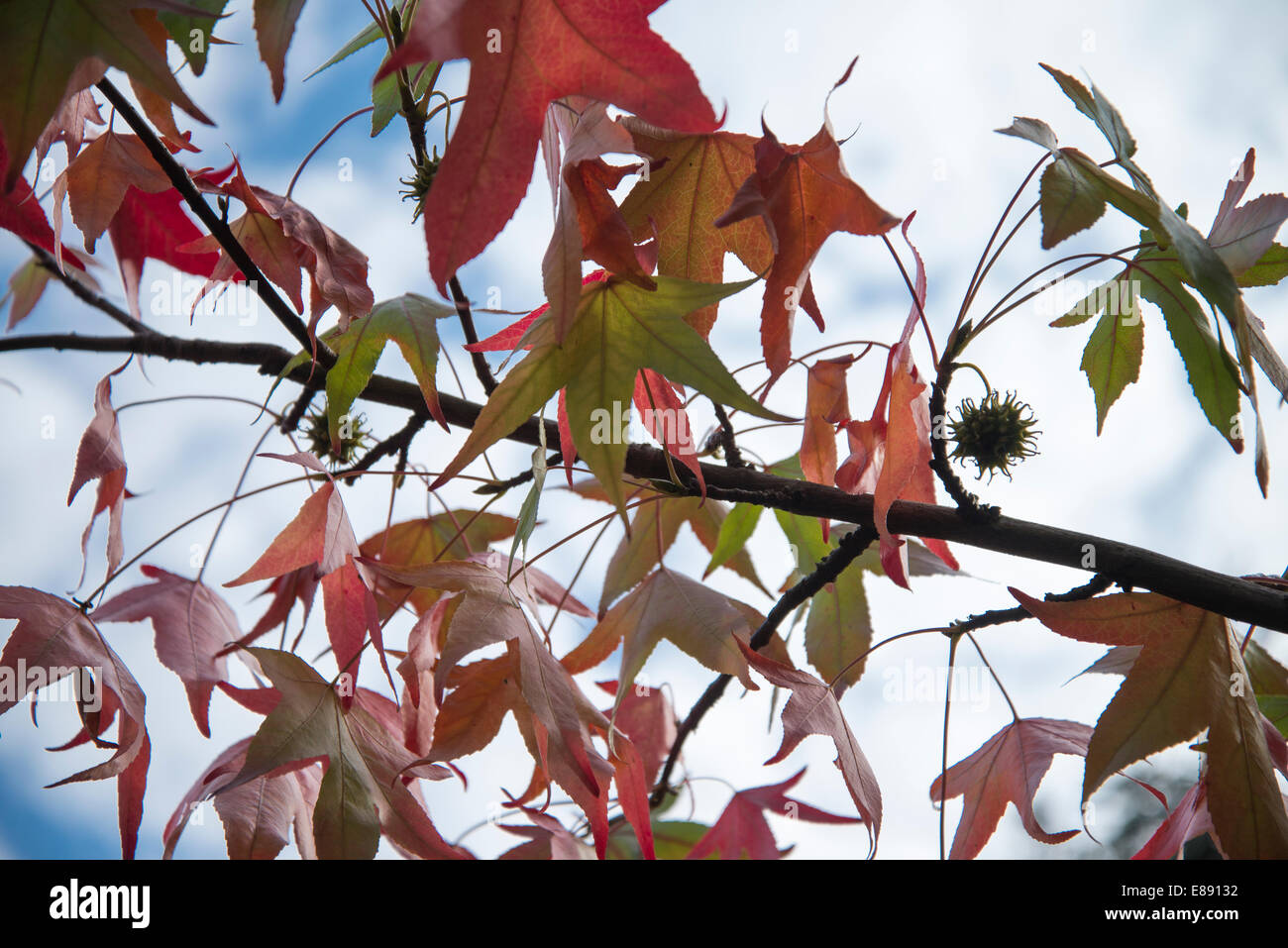 October 2014 Greenwich Park: Maple leaves in morning light Stock Photo